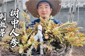 刺嫩芽，浑身长满刺的野菜，辽宁人说它是树中人参，你吃过吗？视频封面