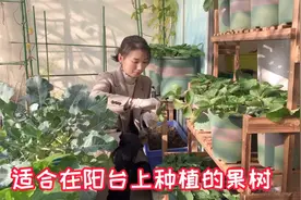 适合在阳台上种植的果树，种一次年年都有果子吃视频封面