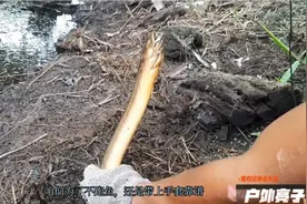 想学钓黄鳝不会找洞，实战教学教你在农村水沟找洞钓鳝鱼视频封面