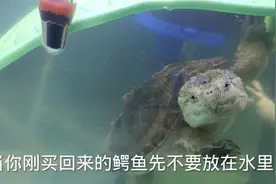有粉丝还分不清楚北美鳄龟、杂佛鳄龟、纯佛鳄龟区别，这期讲解下