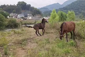 云南农村少不了养骡子 ，靠骡子吃饭，驮东西骡子比马有耐力视频封面