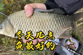 冬天鲫鱼越早越好钓，温度上升反而不吃？这两个时间段才是窗口期视频封面