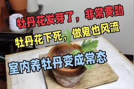 你记住啊，用这种方法，牡丹也能养发芽，99%的人不知道视频封面
