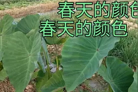 春天的颜色视频封面