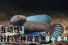 互动性最好的七种观赏鱼视频封面