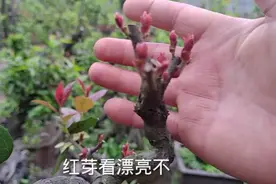 金弹子品种之一，泸州一号血红果，这个品种芽红果也漂亮视频封面