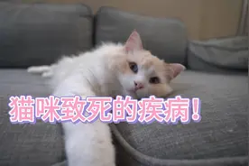 可以导致猫咪致死的疾病！视频封面