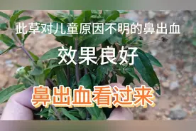 鼻出血    特别是儿童原因不明的鼻出血   墨旱莲效果不错视频封面