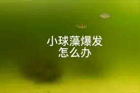 鱼缸水发绿怎么办？不要慌！视频封面