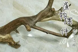 广西黄老板寄来崖柏随形摆件料子，加工过程，第一集视频封面