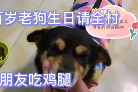 狗狗百岁请全村狗朋友吃鸡腿，哈哈哈视频封面