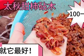 南方野柿籽也叫鸟柿，能卖100一斤，它是嫁接太秋甜柿最好的砧木视频封面
