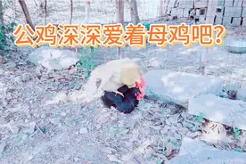 记录土鸡:公鸡深爱着黑母鸡。为何踩母鸡的背时，要啄母鸡的头呢视频封面