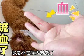 狗狗突然流血吓主入一跳！原来是来大姨妈了！主人暖心制作小裤衩视频封面