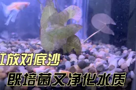鱼缸需不需放底沙，来看看放底沙的优缺点视频封面