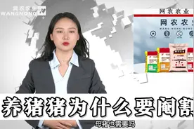 养猪为什么要阉割呢？有什么好处？怎么正确阉割？视频封面