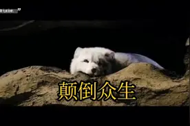 颠倒众生视频封面