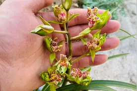 蕙兰奇花绿牡丹花大色艳香味足，颇受广大兰友的喜爱。视频封面