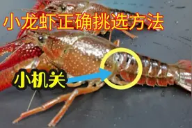 挑选小龙虾只要找到这个小机关，一秒识别公母！打开个个虾黄满满视频封面