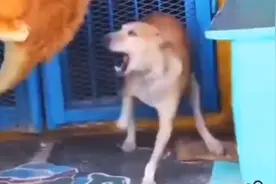 人类的新玩法，狗子被假老虎吓得瞬间魂飞魄散，狗子你是真狗啊，视频封面