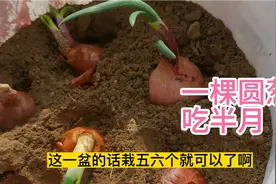 圆葱发芽了千万不要扔，只需一个小动作，一棵圆葱吃三月视频封面