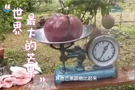 世界最大的芒果，创下吉尼斯纪录视频封面