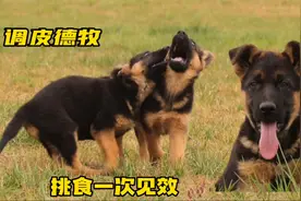 小德牧挑食不长肉，全套方法专治小狗厌食，从此幼犬吃得香长得胖视频封面