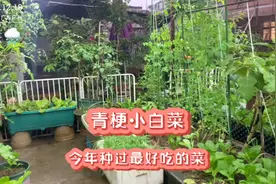 楼顶种菜地方少，青梗小白菜推荐大家试试种，种植时间短非常好吃视频封面