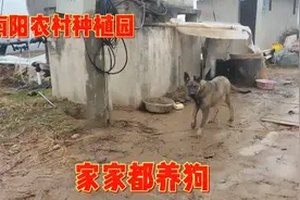 南阳农村种殖户：狗真的很重要吗，为何这些种殖户们都偏爱养狗视频封面