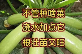 蔬菜苗黄、苗弱、死棵等时有发生，一个小方法，叶子翠绿又茂盛视频封面
