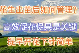 花生出苗后怎么管理？有效促进花生花芽分化？花多花早下针简单！视频封面