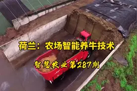 智慧农业287期：荷兰农场智能养牛技术！一个人可以轻松养千头牛视频封面