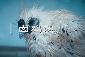 鸡翅尖其实是可以吃的，反而这些部位要注意视频封面