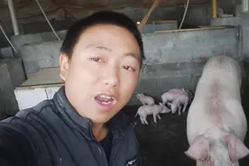 地塞米松在猪场的妙用，80后养猪小伙给你分享你不知道的药理视频封面
