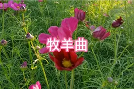 中央交响乐团演奏《牧羊曲》，经典曲目，不容错过视频封面