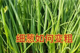 小葱长得细小不用急，教你一个好方法，让小葱10天变个样视频封面