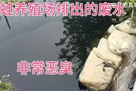 养牛蛙排出来废水，非常恶臭，这种水放进水田里水稻都难成活。视频封面