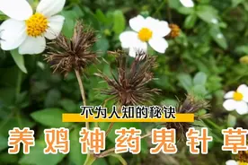 养鸡神药鬼针草，不为人知的秘诀，喂鸡好处真不少！收藏备用视频封面