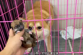 出生15分钟的小柴犬，刚拿手里就哼唧哼唧的找奶吃，狗妈一脸担忧视频封面