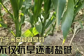 这个玉米品种就是强，不仅抗旱还耐盐碱，2022年春播实拍视频封面