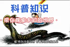 蛇进院子里预示着什么？是好事吗？视频封面
