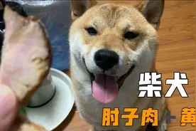 柴犬小七跟主人抢肘子肉吃，不给吃就骂骂咧咧，闹脾气视频封面