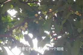 话说西游记里的人参果是一个娃娃的形状，现实版是这样的。视频封面