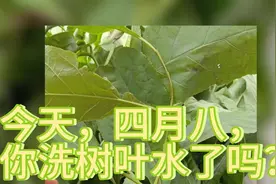 老一辈都说，现在的年轻人啊，什么都叫树叶，你们认识几种树叶。视频封面