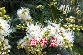 白千层，树皮奇特，穗状花序，满树琼花，洁白无瑕视频封面