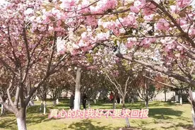 苏州百花洲公园，园内樱花非常漂亮视频封面