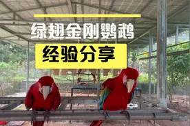 大型鹦鹉之红金刚鹦鹉基本介绍，叼纸训练讲解！视频封面