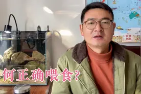 养鱼，养水和投喂两者都非常重要，今天来探讨：如何正确投喂？视频封面