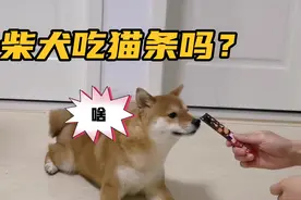 柴犬吃猫条吗？可可第一次吃，吃的还挺开心的视频封面