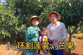 教你一招！果树这样环割开花多！看看大脚老公环割莲雾、芒果树视频封面